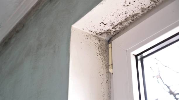 Best Affordable Mold Removal  in Wellington, UT
