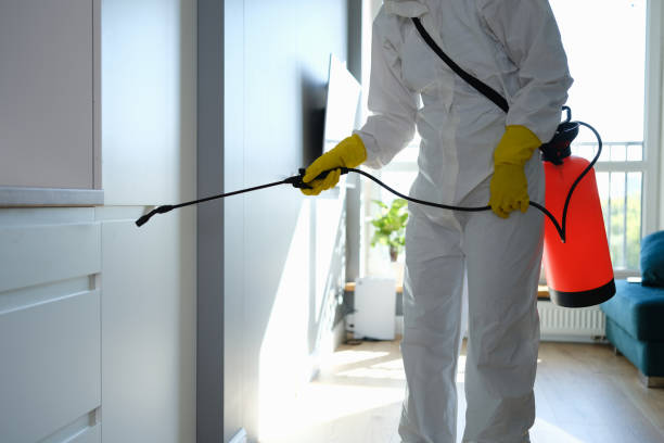 Best Local Mold Removal Service  in Wellington, UT