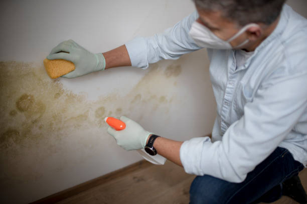 Best Crawl Space Mold Removal  in Wellington, UT