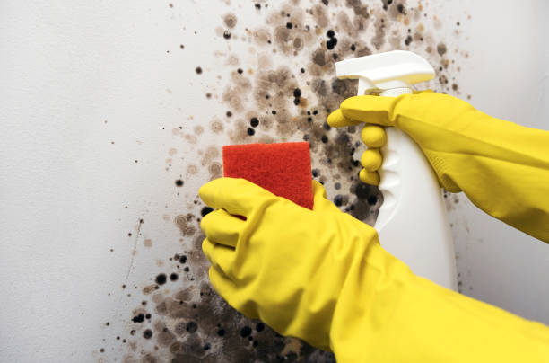 Best Commercial Mold Removal  in Wellington, UT