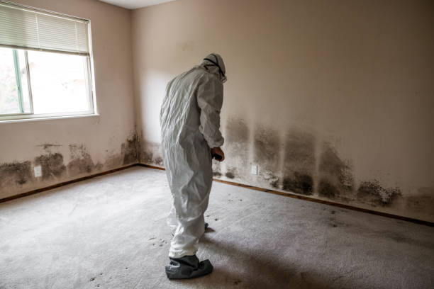 Office Mold Removal Services in Wellington, UT