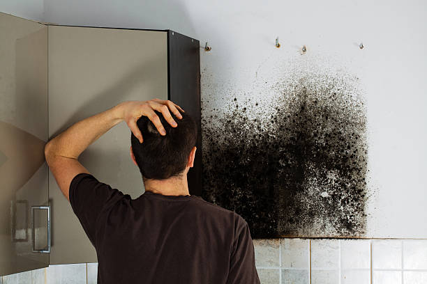 Best Office Mold Removal Services  in Wellington, UT