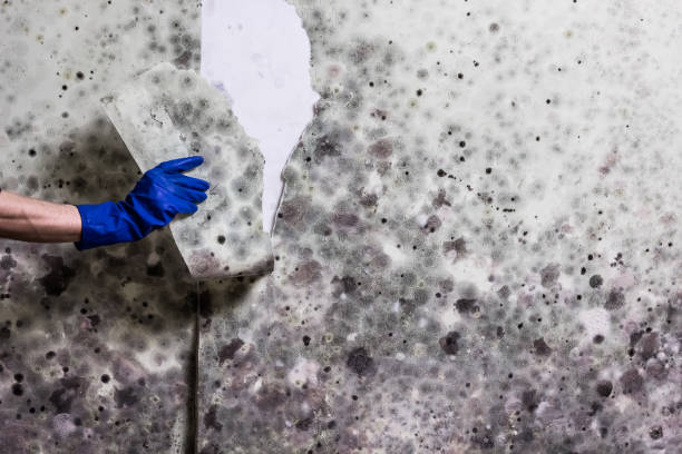 Best Mold Damage Repair  in Wellington, UT