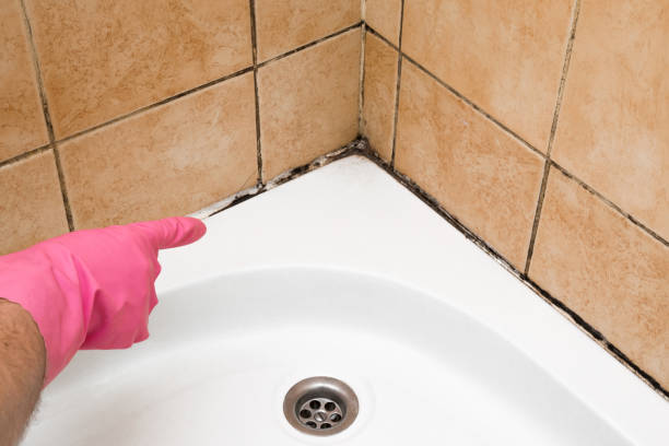 Best Same-Day Mold Removal  in Wellington, UT